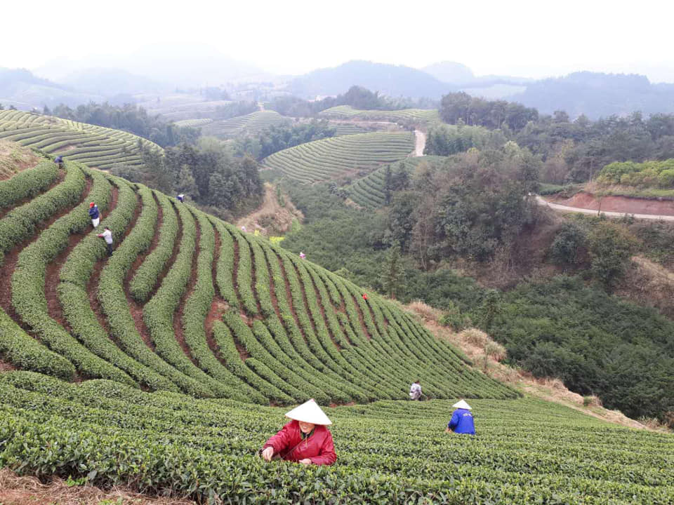 Earth Day Action: Drink Tea